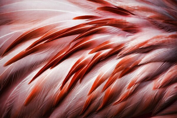 Pink flamingo feathers art