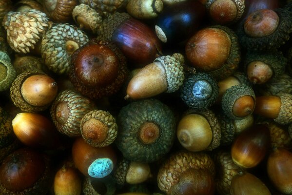 Various autumn oak fruits