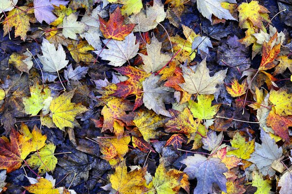 Fogliame autunnale a cuneo sul terreno