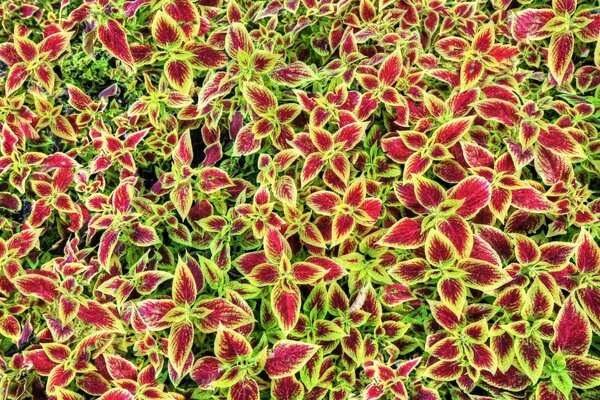 Bunte Coleus Blume Pflanzen