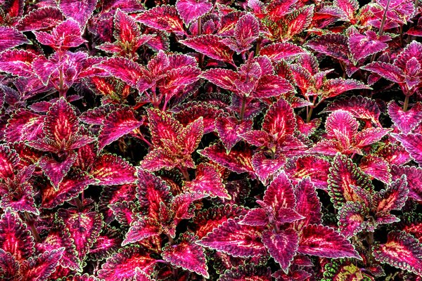 Roter Teppich aus Coleus Blume