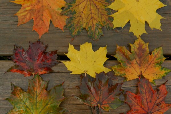 Feuilles d érable sur de vieilles planches