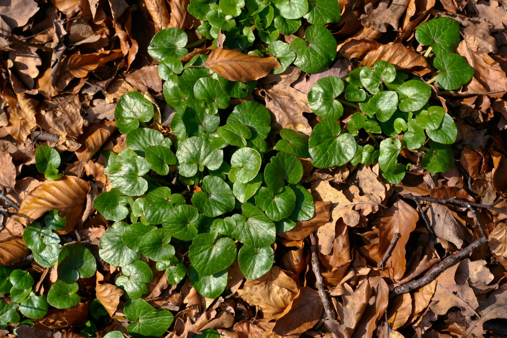 planta verde marrón luz