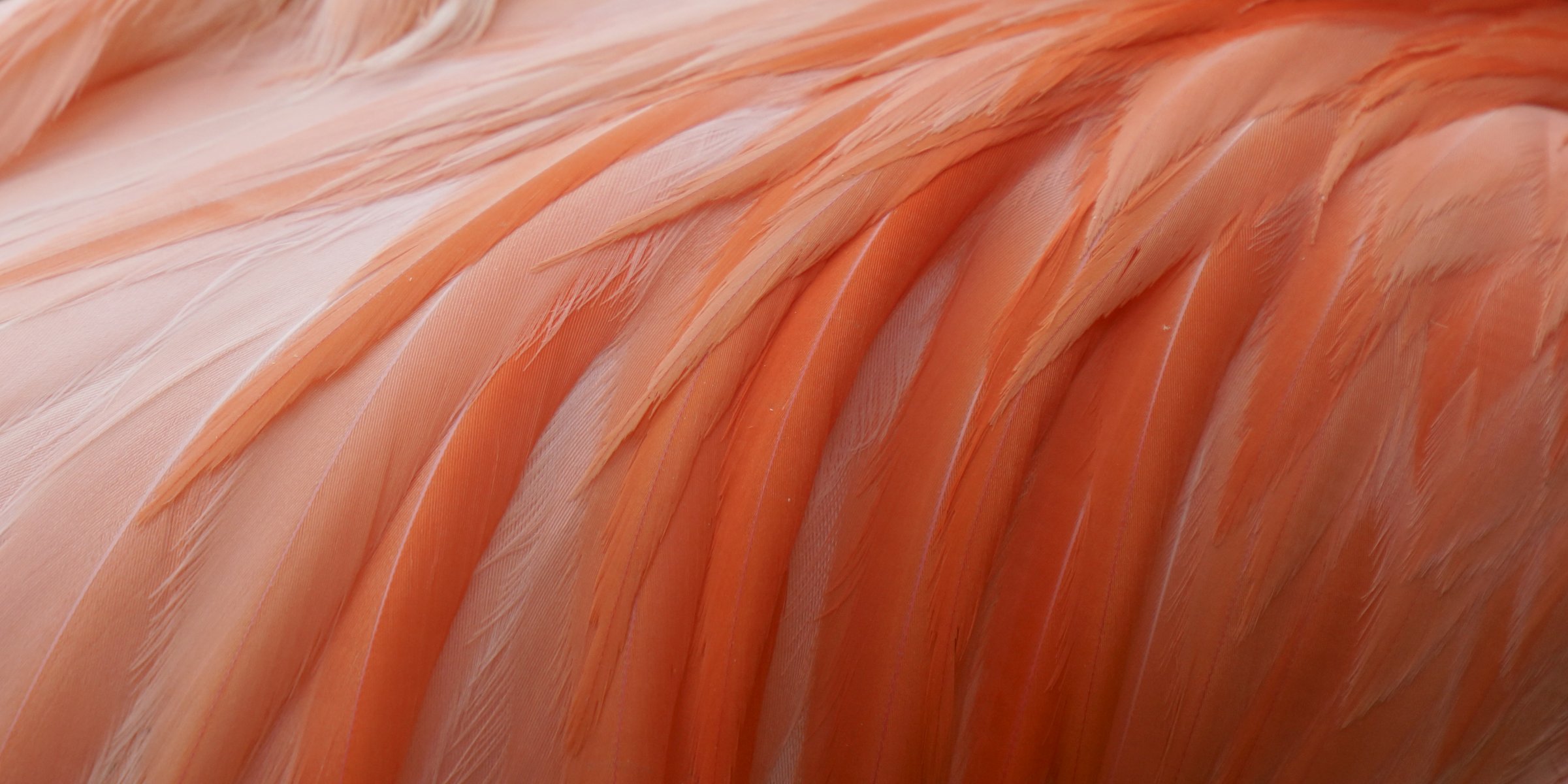 feathers flamingos pink