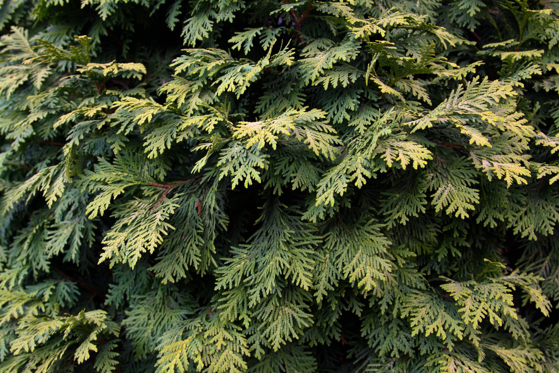 planta verde pino árbol hojas