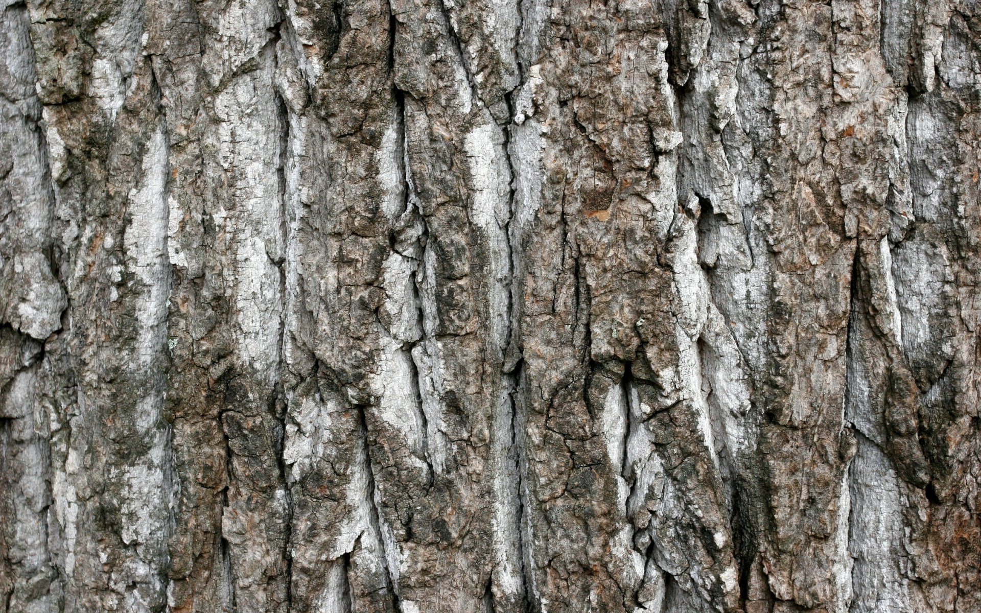 legno struttura sfondo