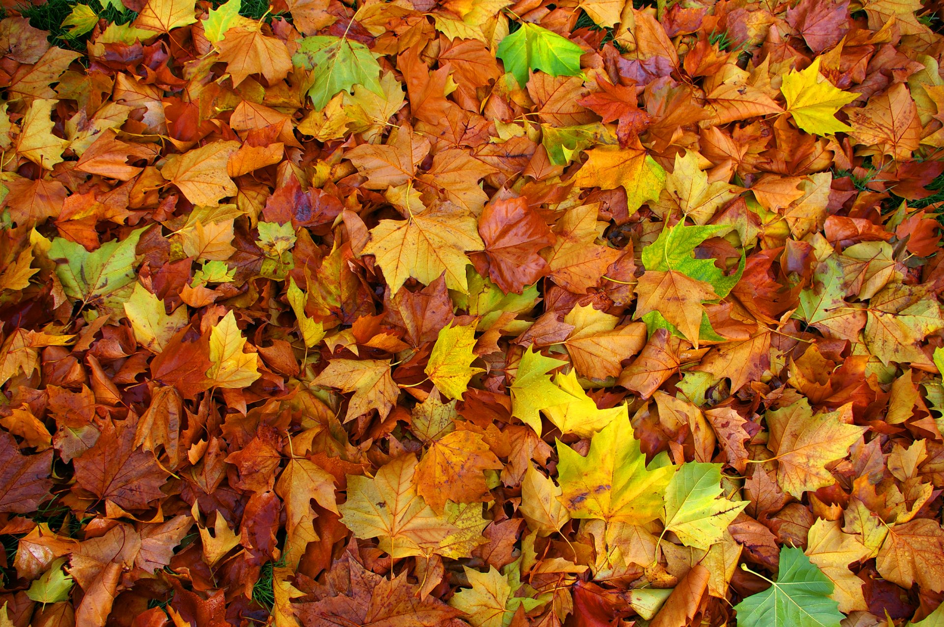 feuilles érable automne couleur tapis