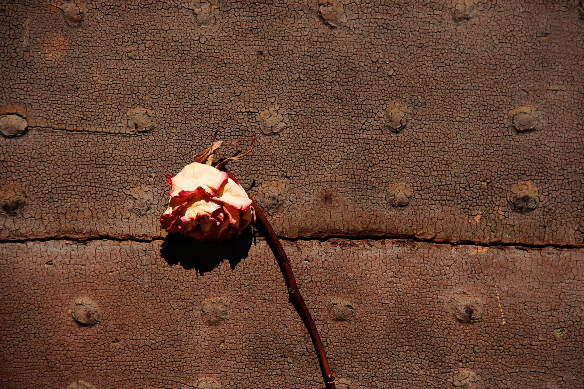 verwelkte rose getrocknete blume