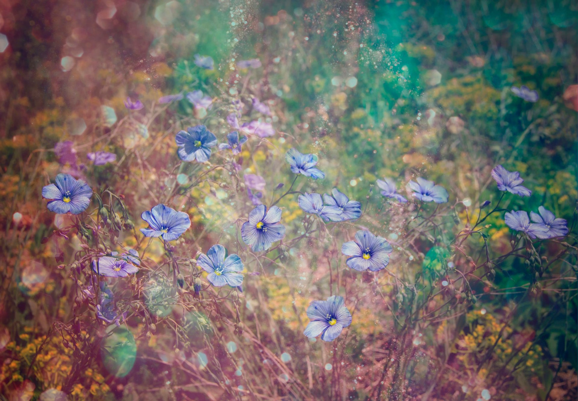 flower grass blur