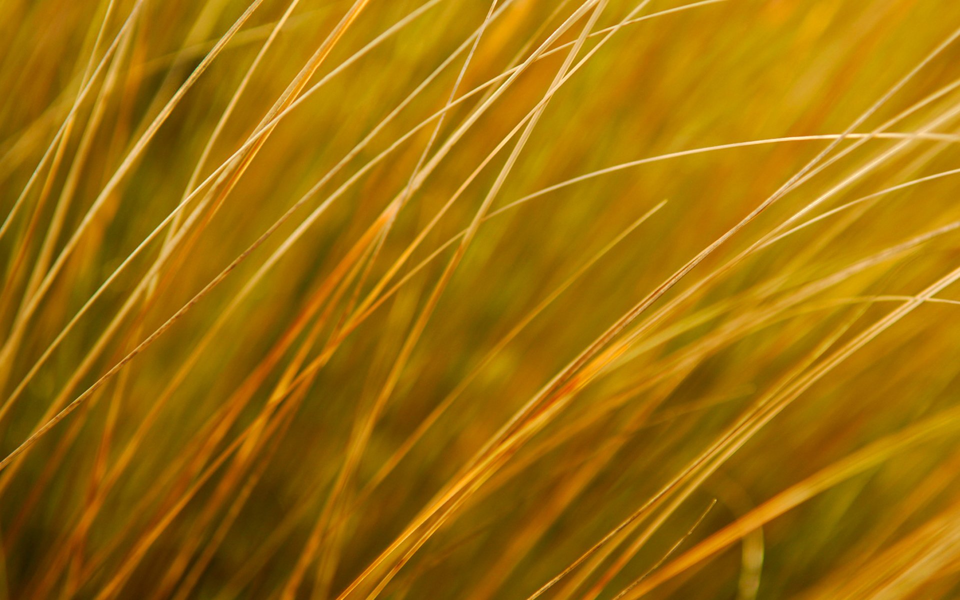 plant grass autumn the field meadow nature