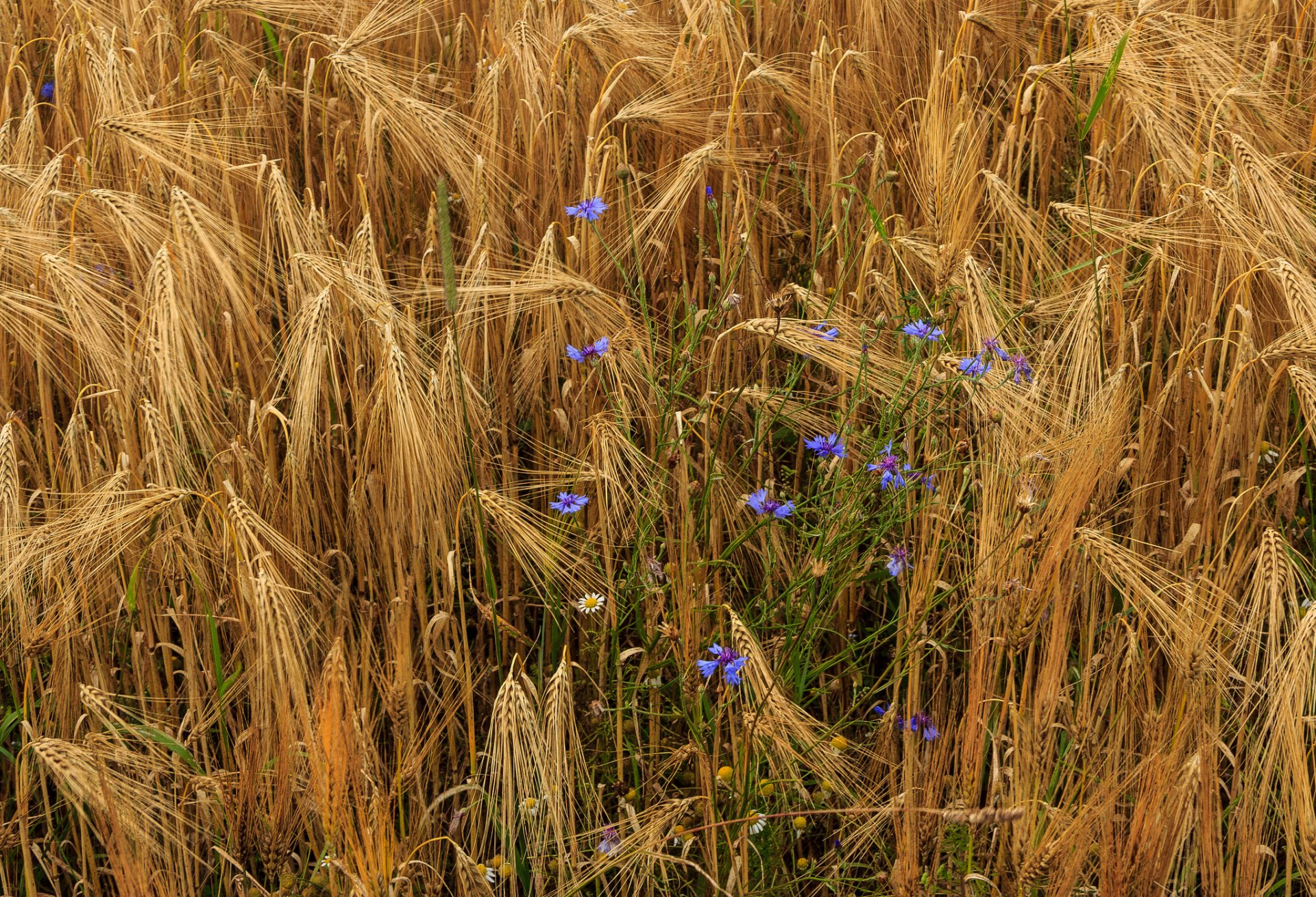 weizen ähren blumen kornblumen kamille