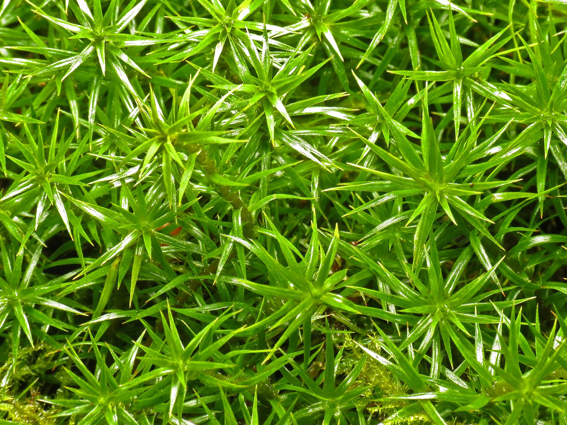 natura pianta foglie spine aloe