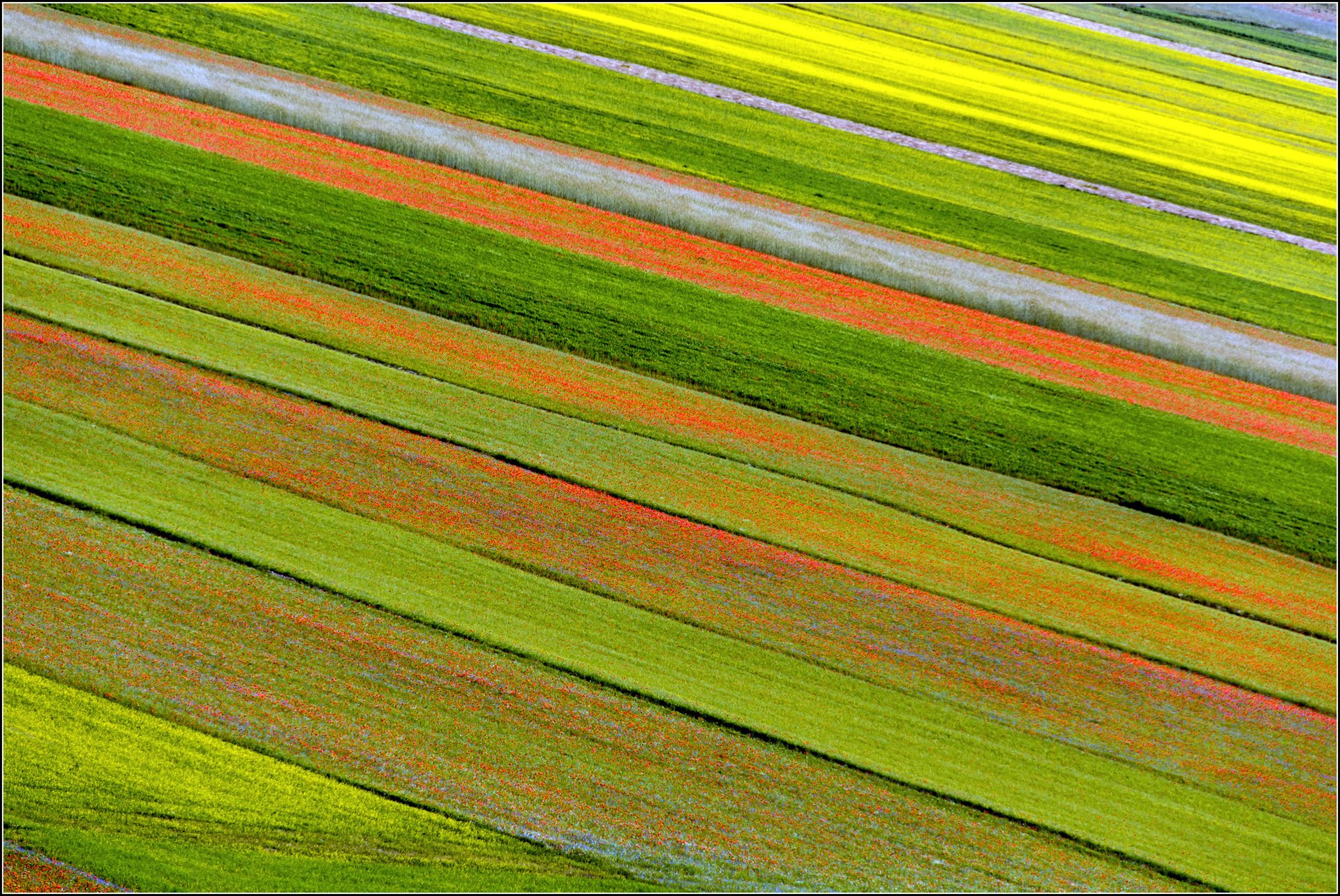 plantage blumen natur