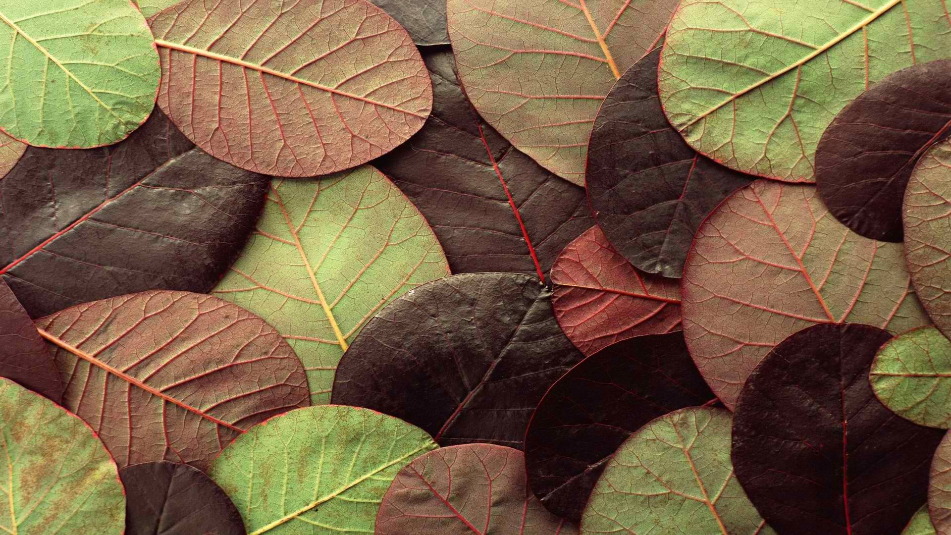 leaves flowers autumn sheet nature