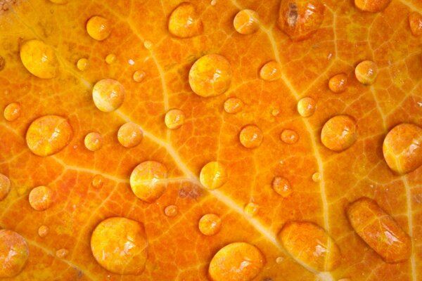 Autumn leaf with streaks after rain