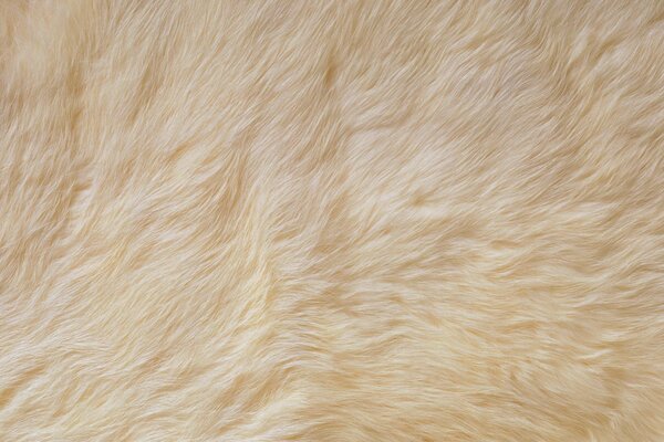 Texture of white soft fur