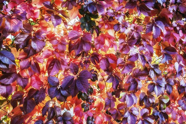 Lilac leaves of plants on a grid