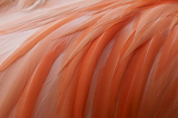 Colorazione di piume di fenicottero rosa