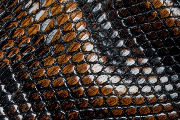 Snake skin on texture