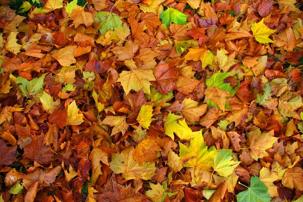 Mucchio di foglie d acero autunnali colorate