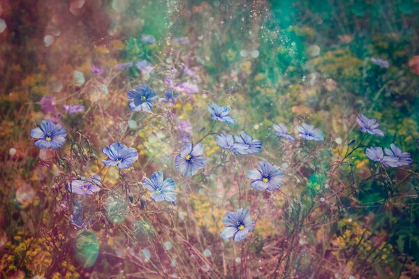 Flowers in the grass blurred for desktop