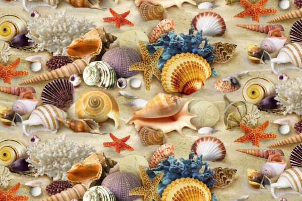 Desktop background sandy beach with shells