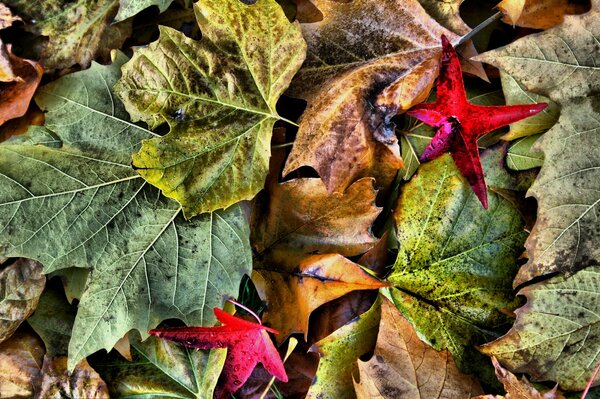 En automne, les feuilles sont comme ça sur le sol