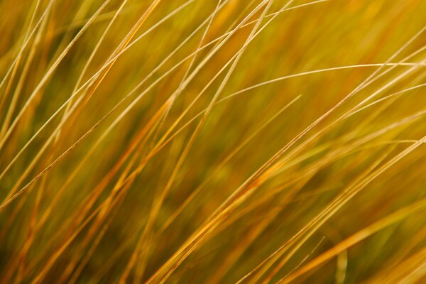 Herbe jaune sur le champ d automne