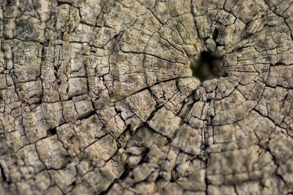 Tree bark. Macro tree texture