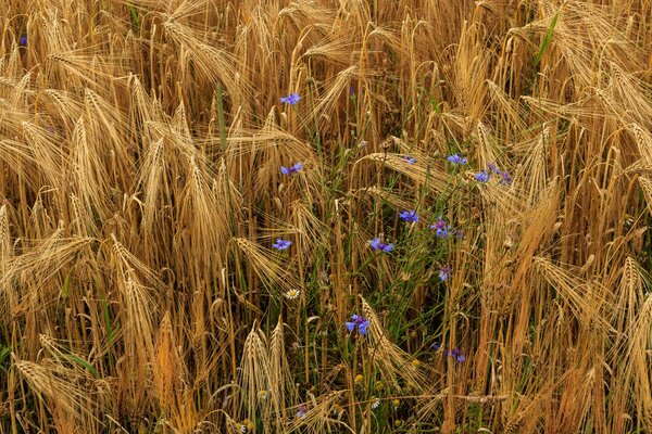 Épis de blé fleurs de vaseline camomille