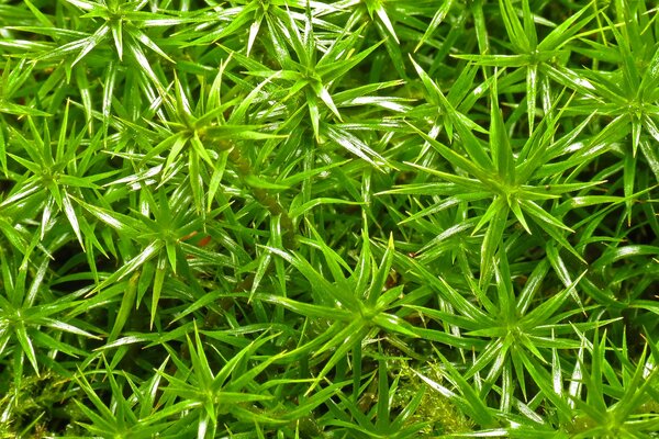 Green leaves of the aloe plant