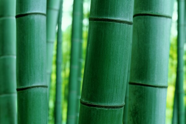 Nature is like bamboo all green