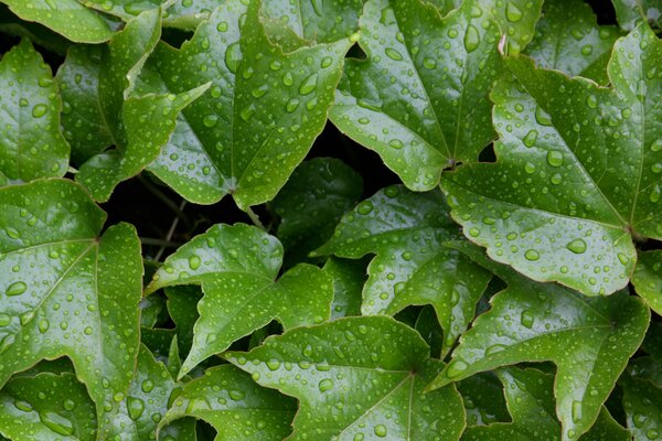 Leaves of a plant with water drops