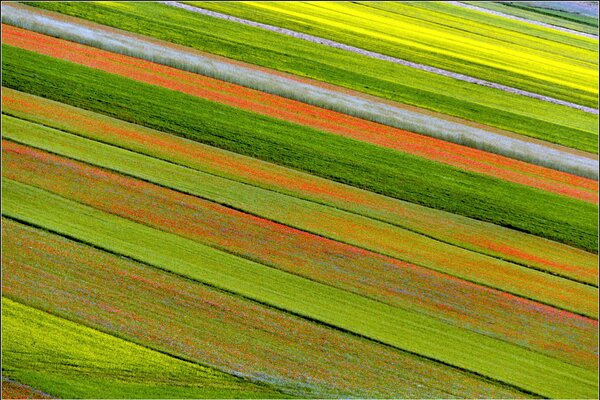 Piantagione di tulipani colorati a forma di linea