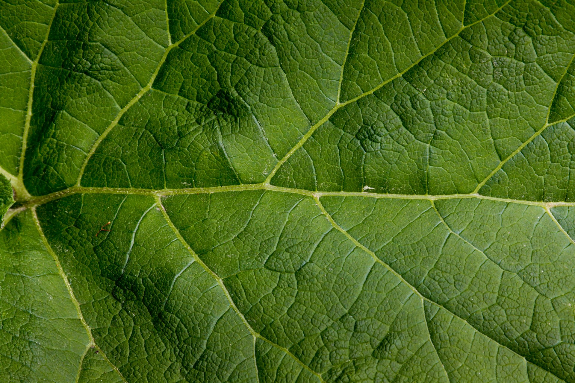 hoja verde grande modelo