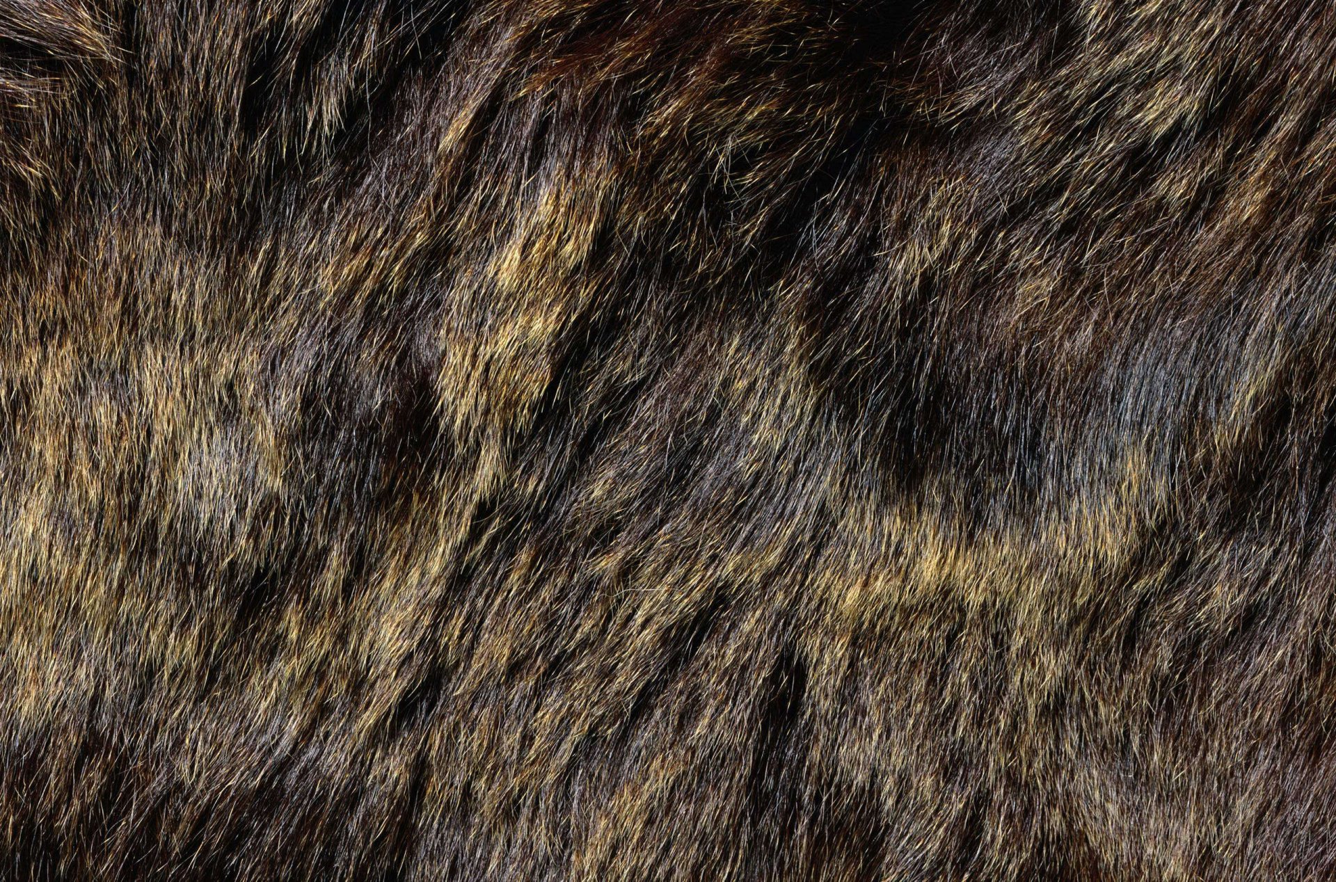 textures fur animal texture desktop background