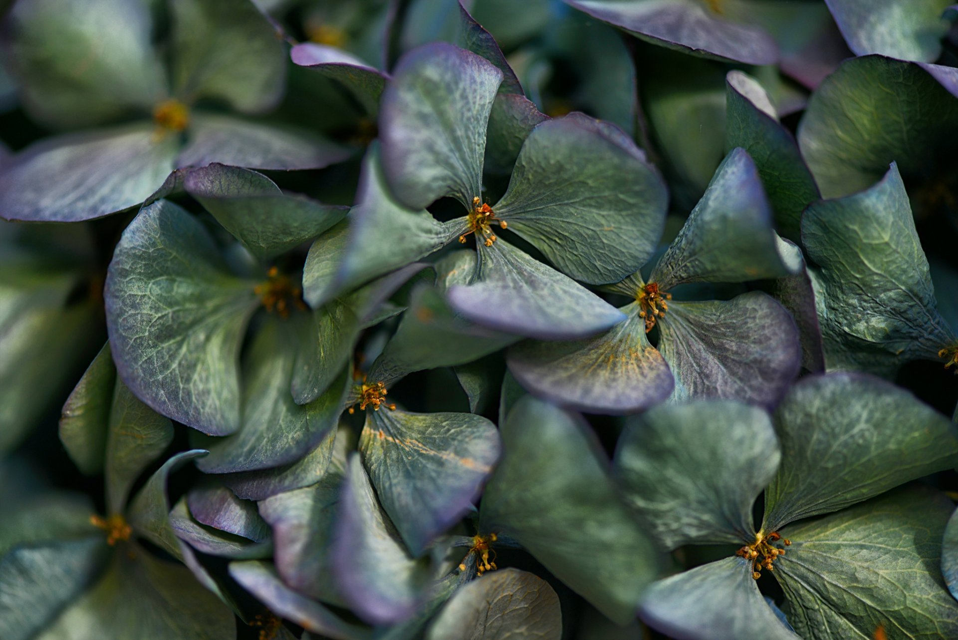 flores hortensia inflorescencia pétalos