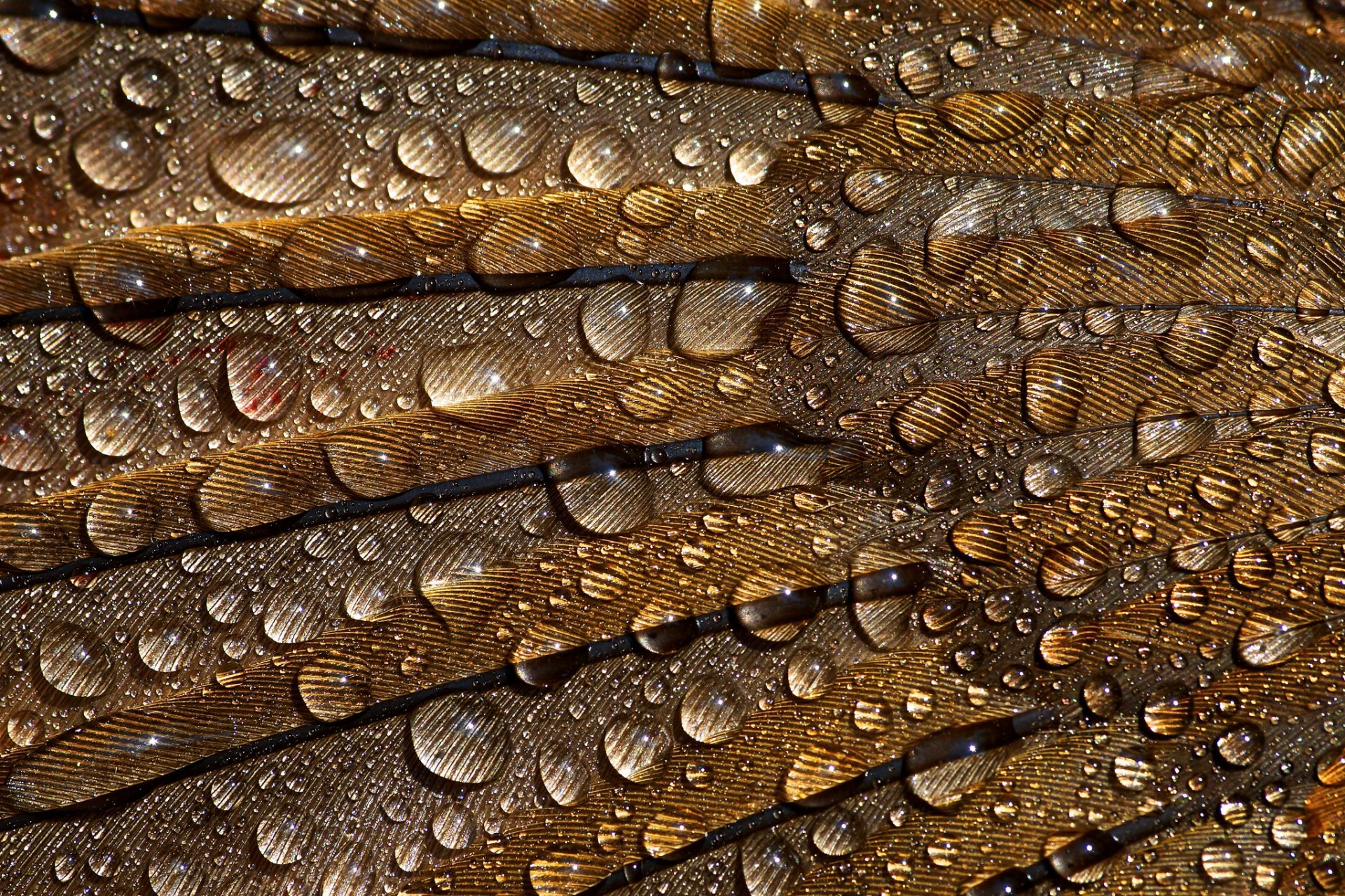 feathers drops close up