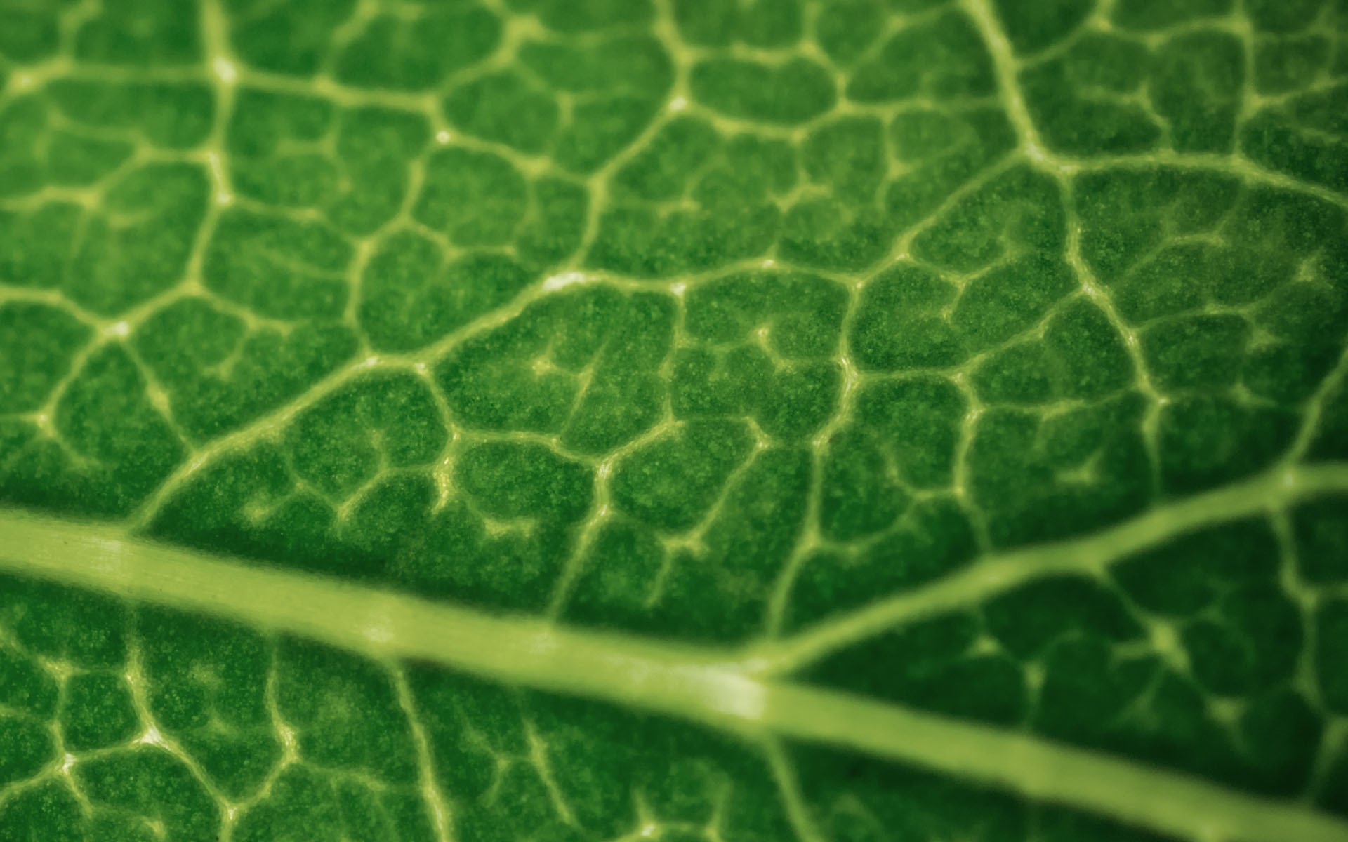 hoja verde vetas macro planta