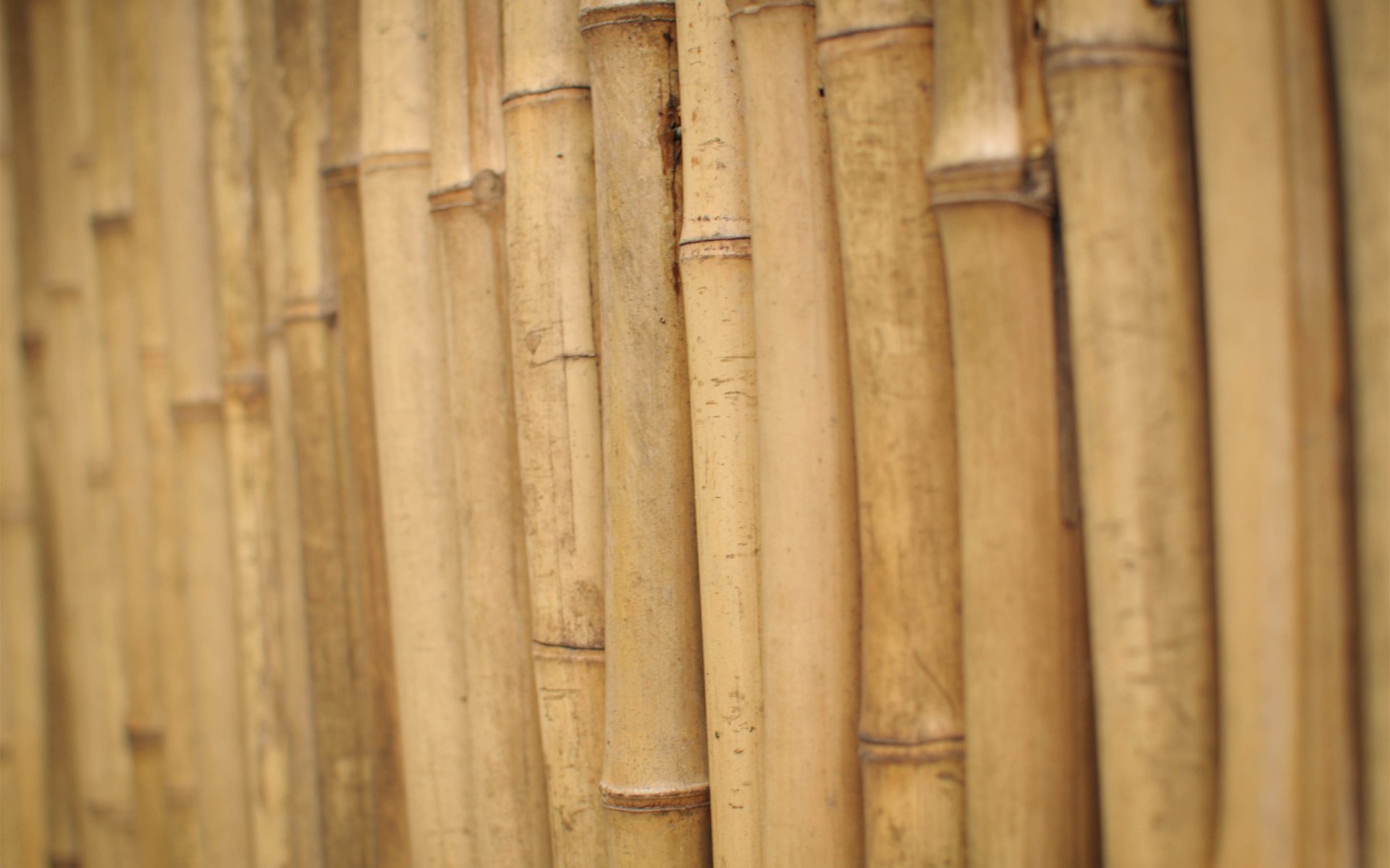 bamboo stems pieces of wood