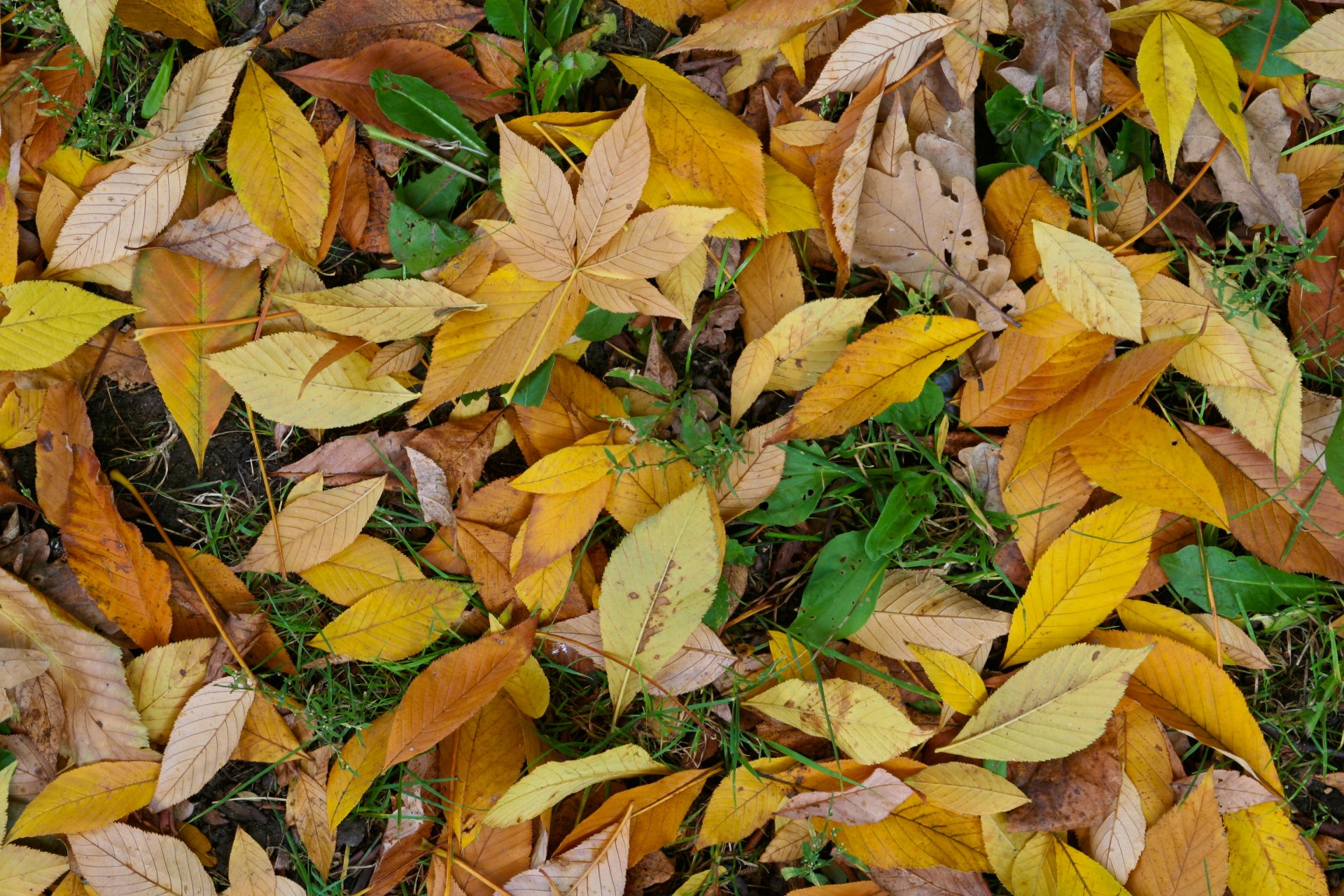 autumn leaf green yellow