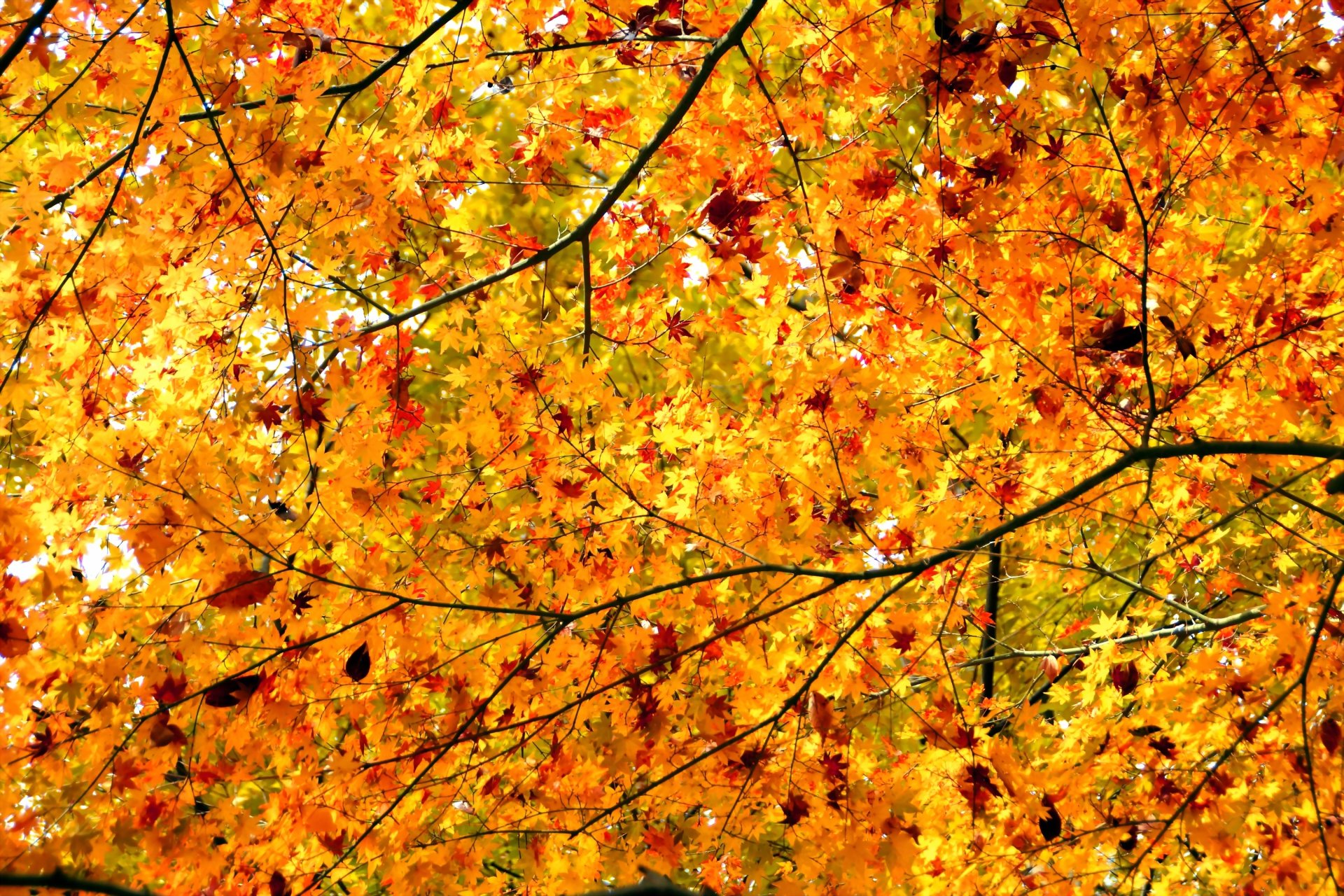 albero rami foglie autunno corona acero