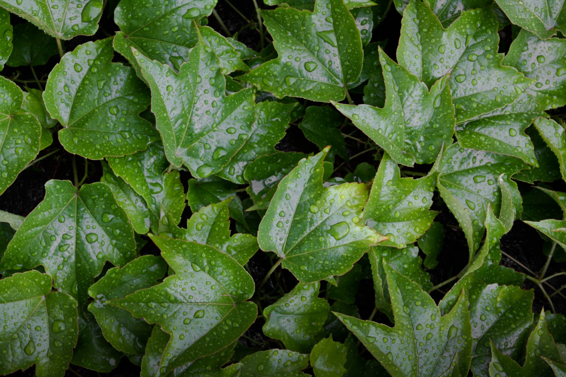 leaves wet yellow green pattern water