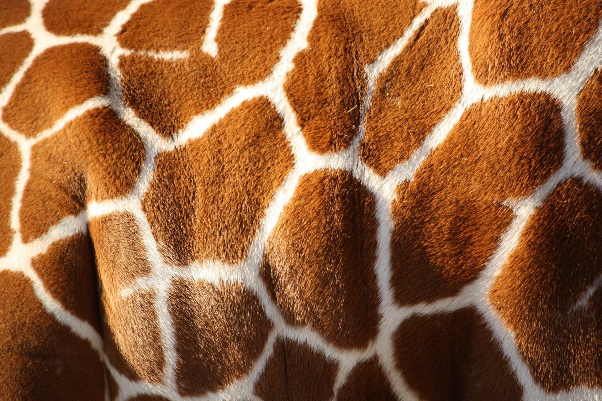 giraffe pattern white brown color skin