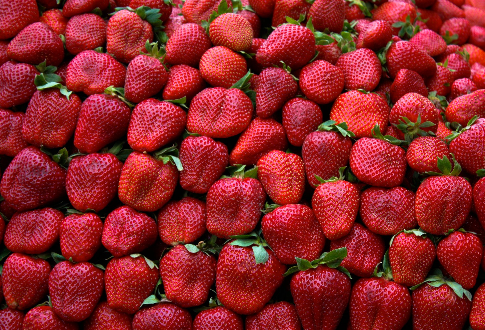 fraise feuilles rouge vert modèle