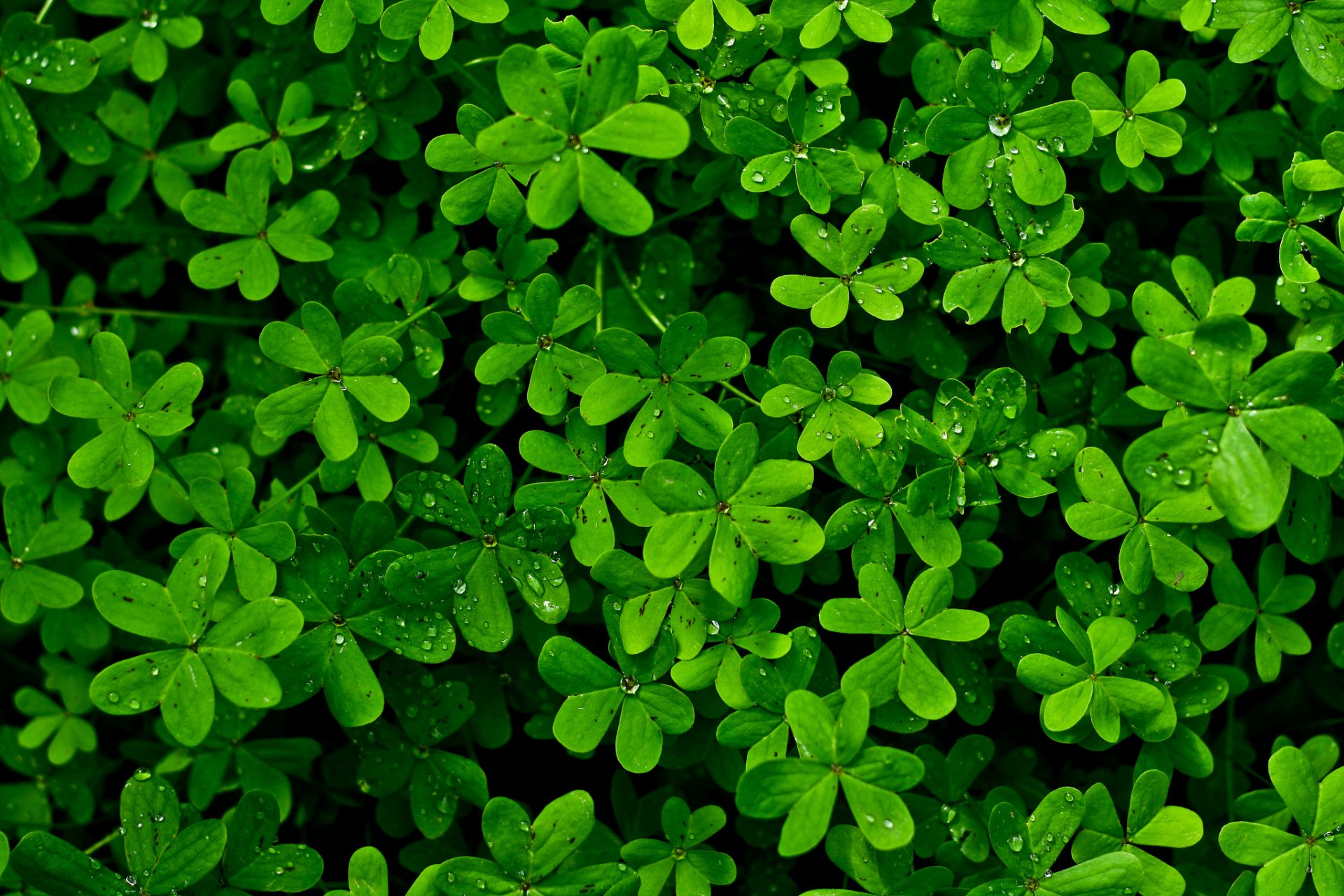 planta hojas gotas rocío