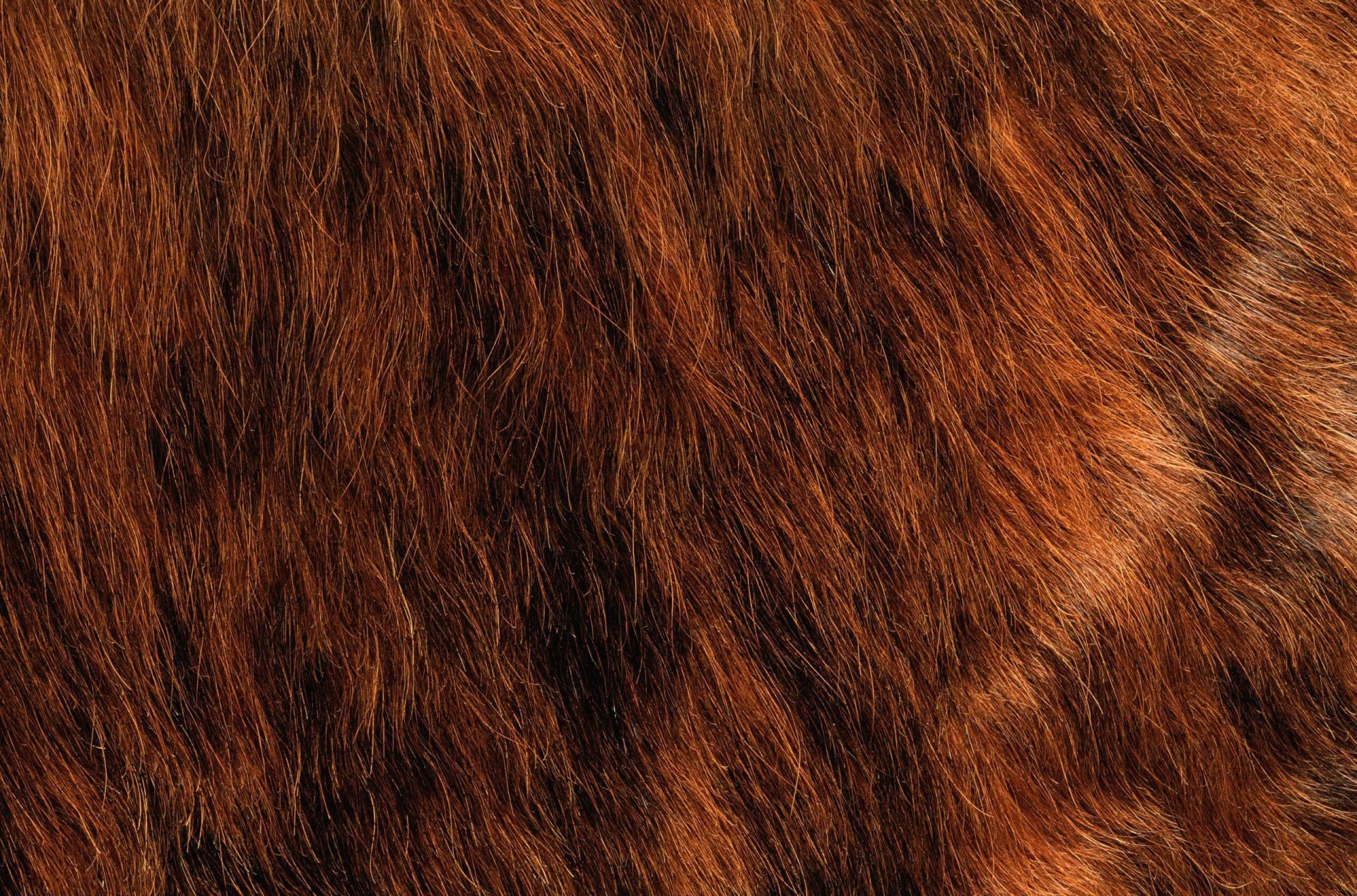 textures fur animal texture desktop background