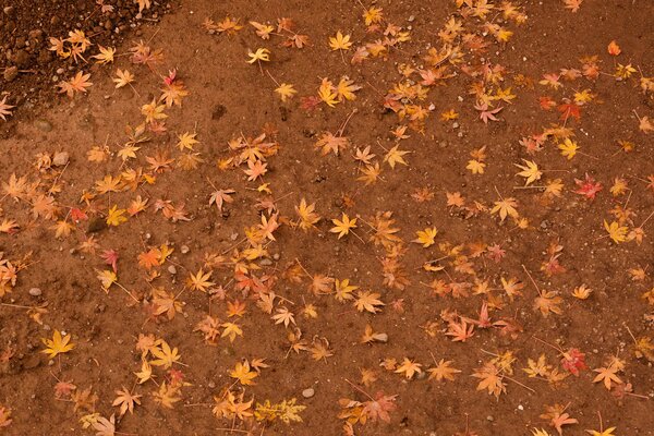 Hojas de arce de otoño en el Suelo