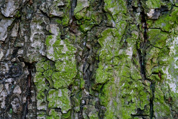 The bark of the tree is covered with green moss