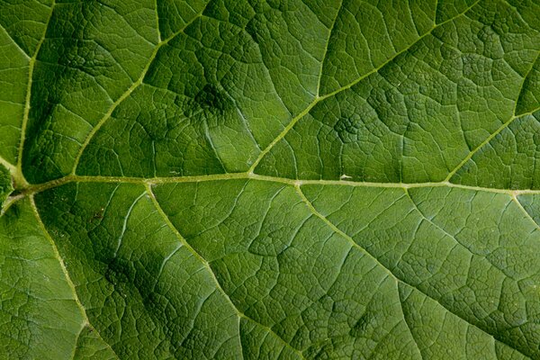 Primo piano della foglia verde